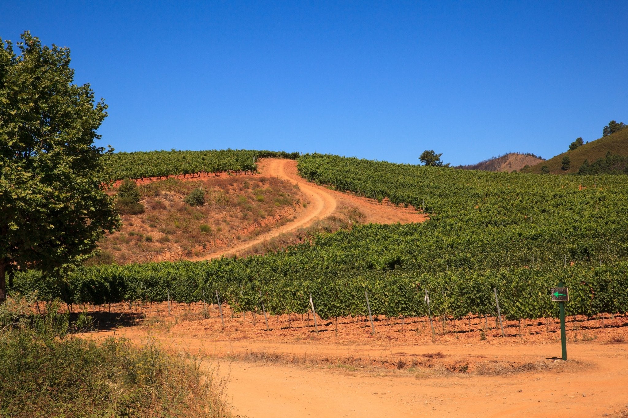 Bierzo - The Spanish Table