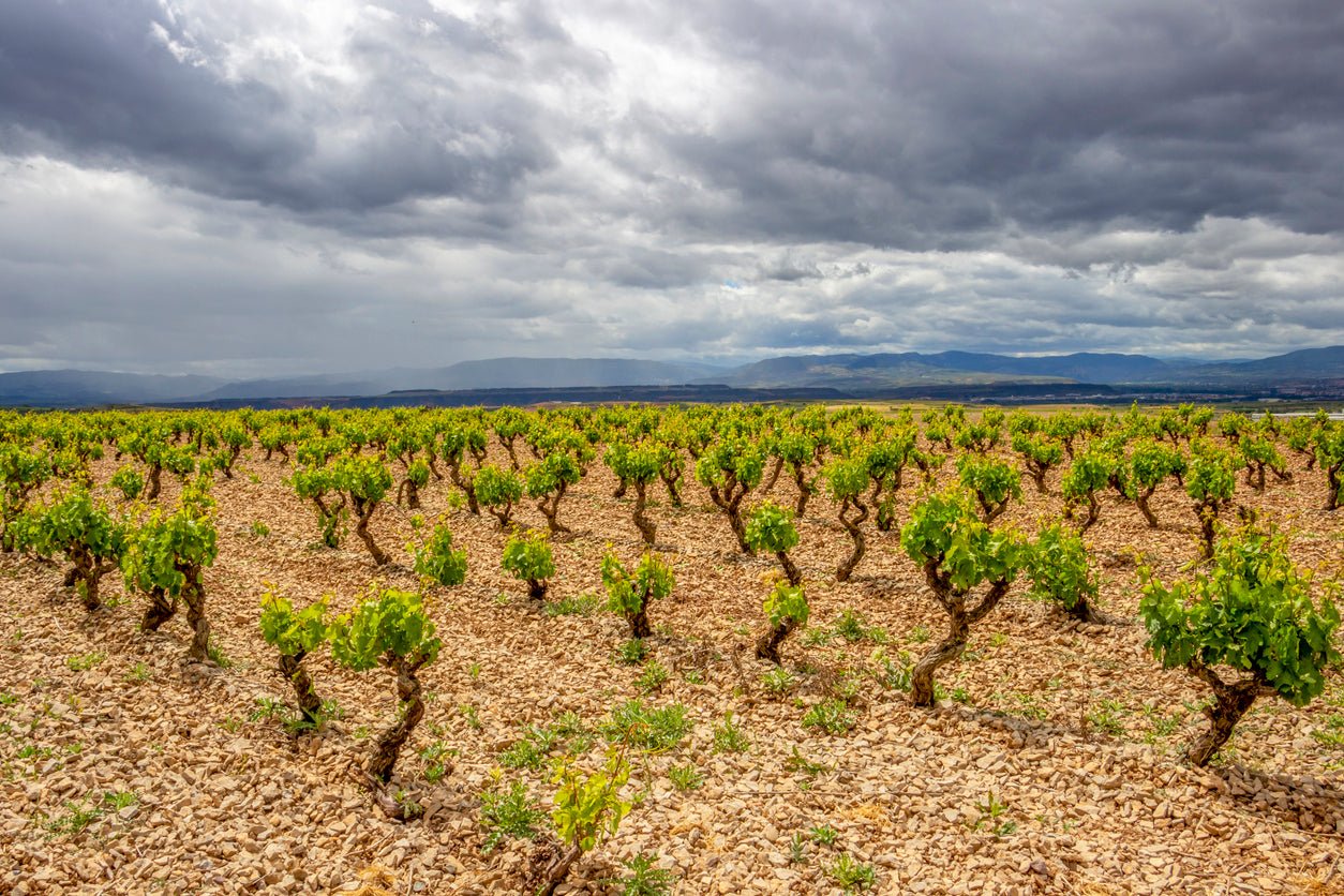 Navarra - The Spanish Table