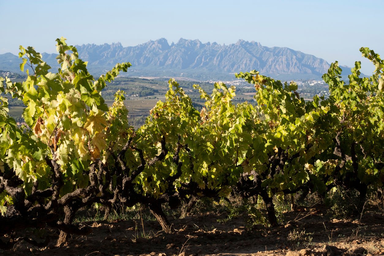 Penedes - The Spanish Table