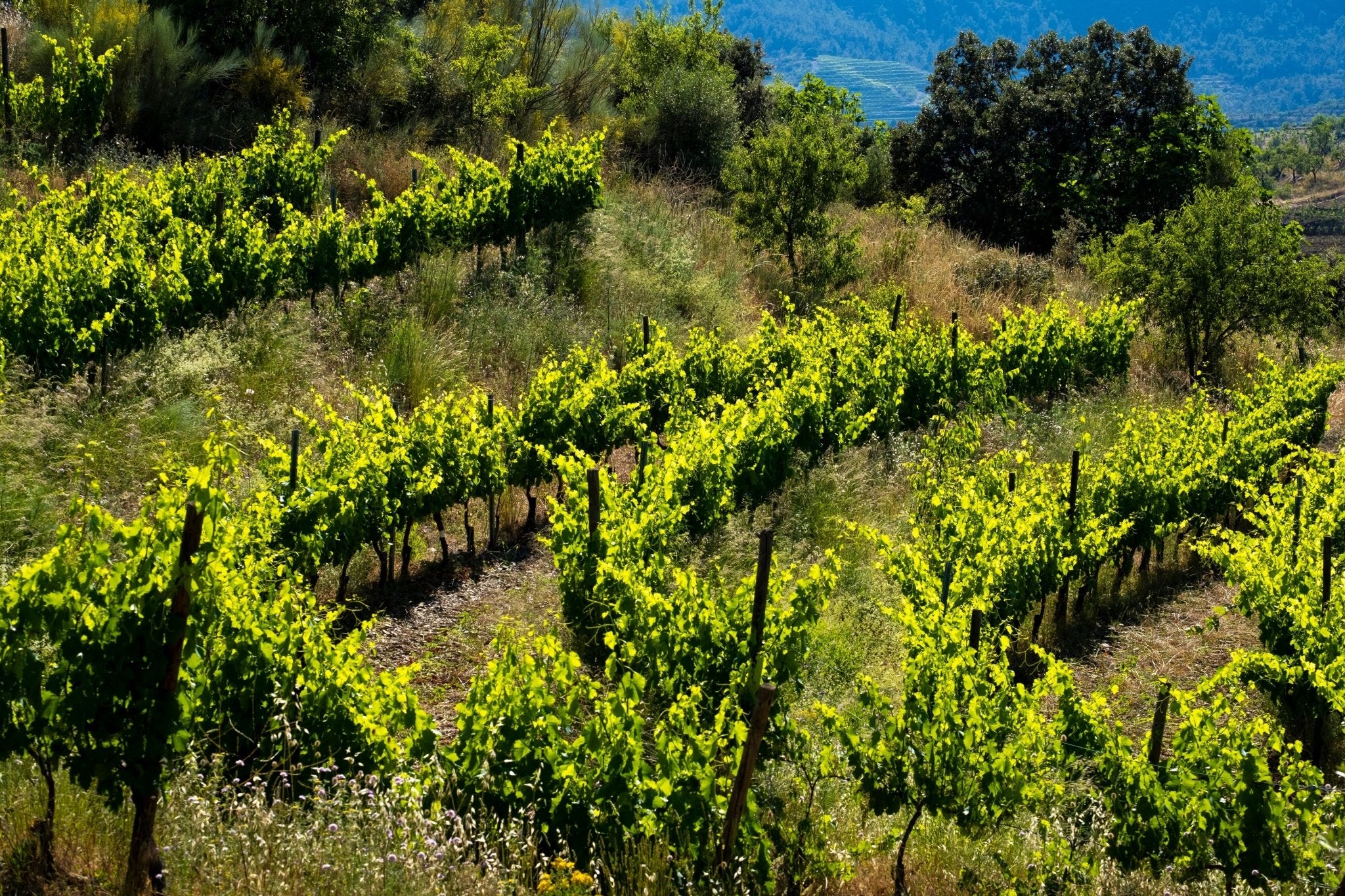 Priorat - The Spanish Table