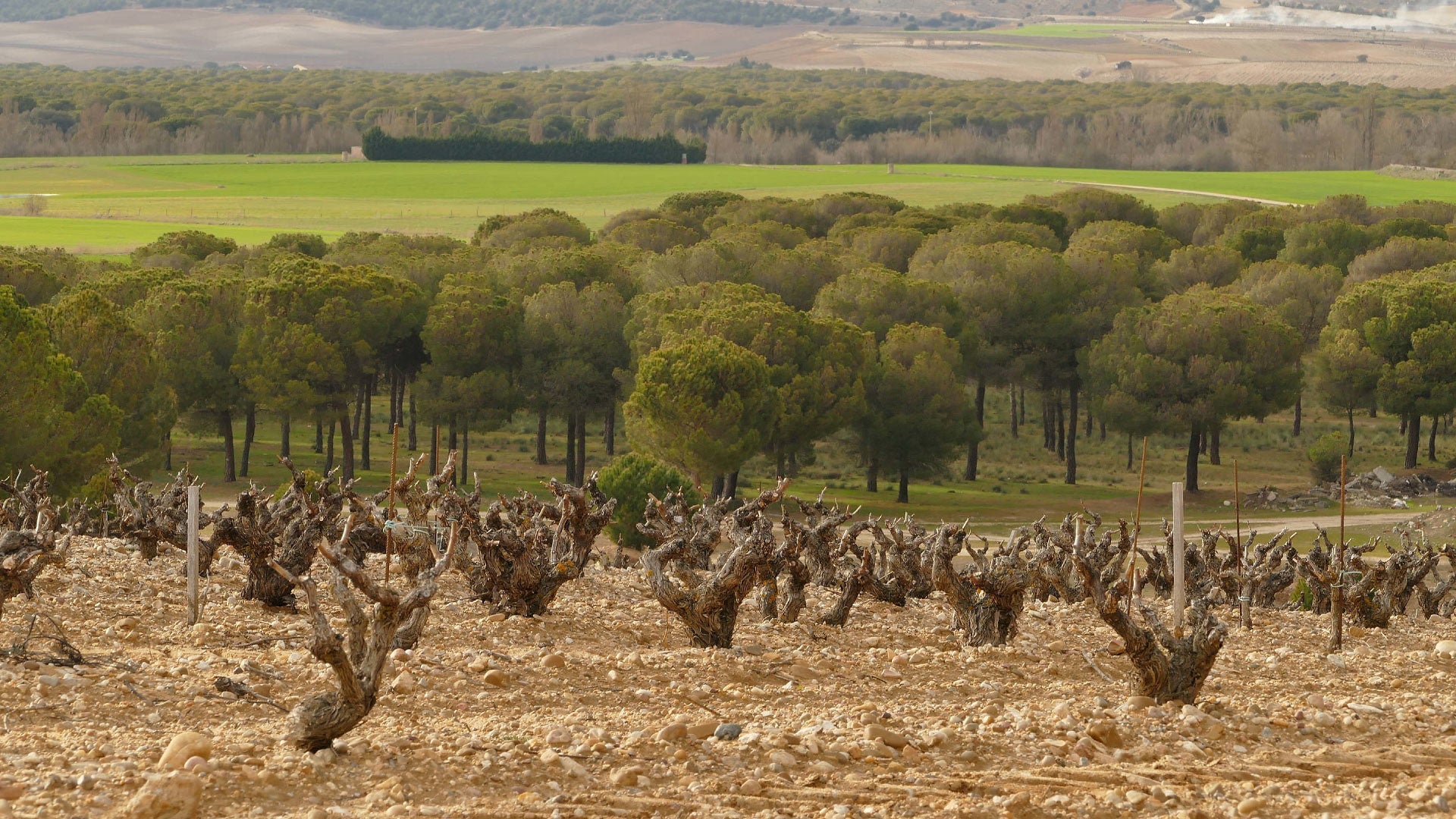 Rueda - The Spanish Table