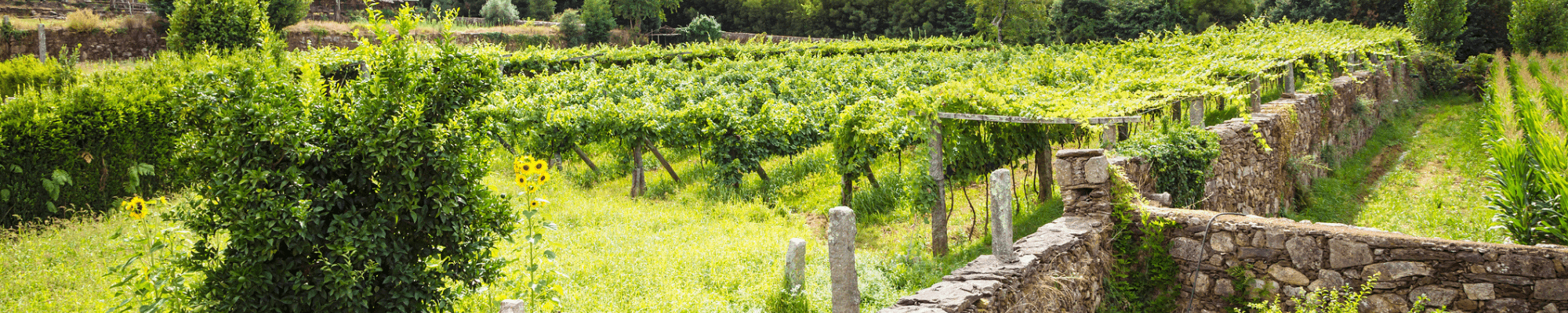Vinho Verde - The Spanish Table