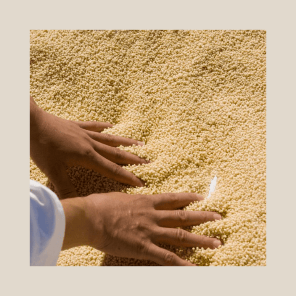 Les Moulins Mahjoub M'Hamsa Hand-Rolled Couscous, Whole Wheat - The Spanish Table