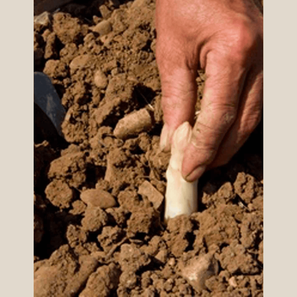 LC White Asparagus D.O. Navarra XL (9/12), 540 gr/19 oz Jar - The Spanish Table