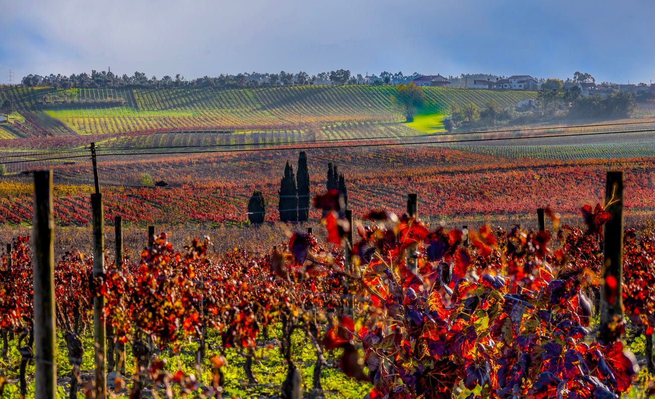 Bairrada - The Spanish Table