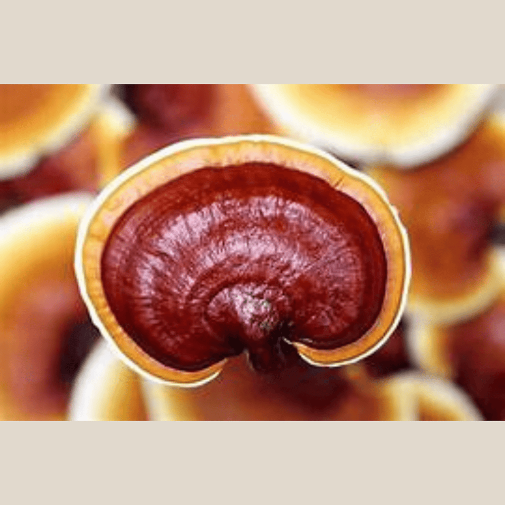 Chami 70% Dark w/ Mixed Mushrooms 70gr - The Spanish Table