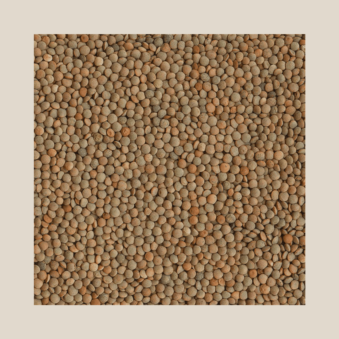 Timeless Organic Spanish Brown (Pardina) Lentils, 1 Lb - The Spanish Table
